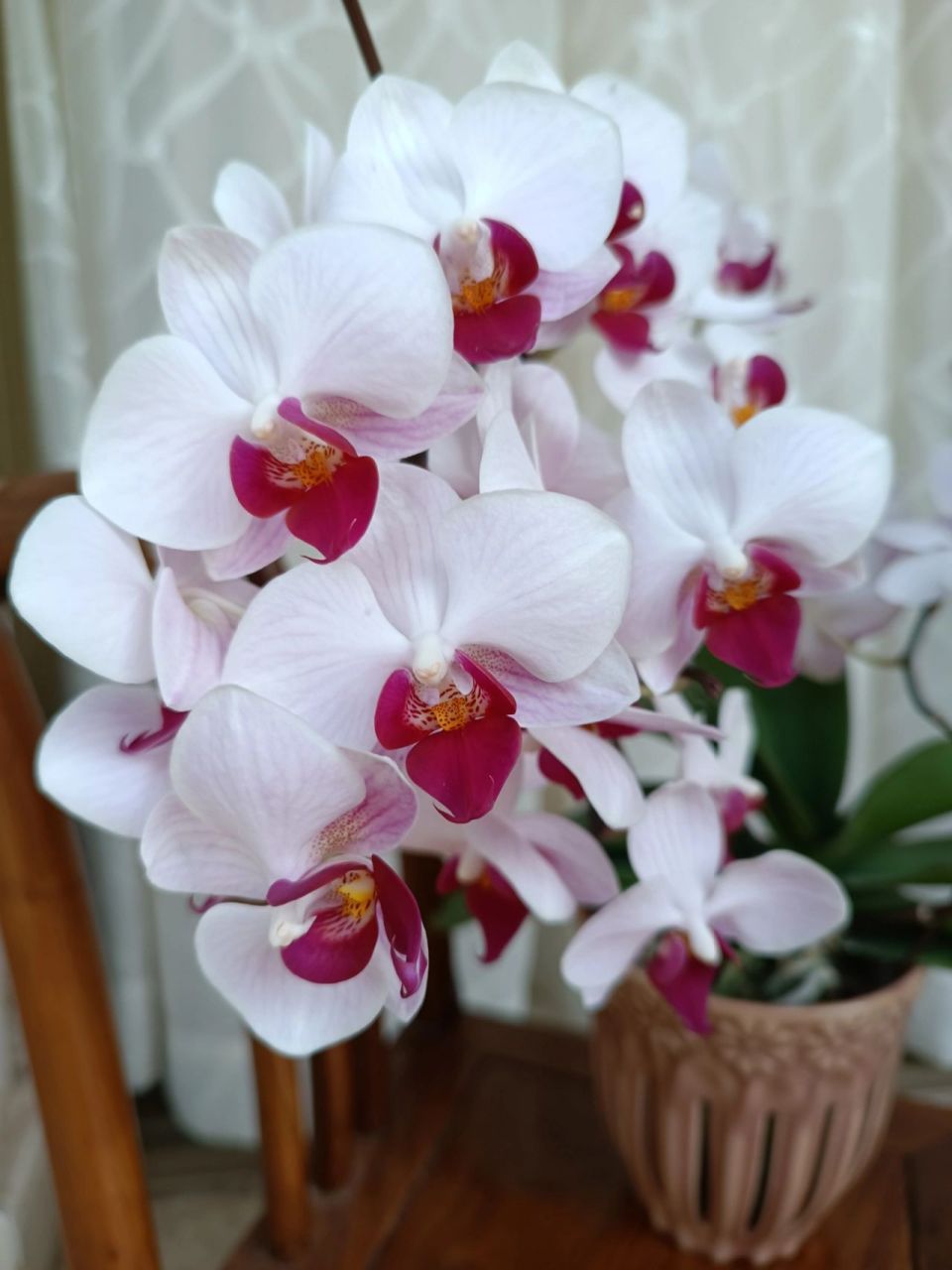 蝴蝶兰第一名(貂蝉),开了近五十朵 # 这个叫第一名,也叫貂蝉,是十分