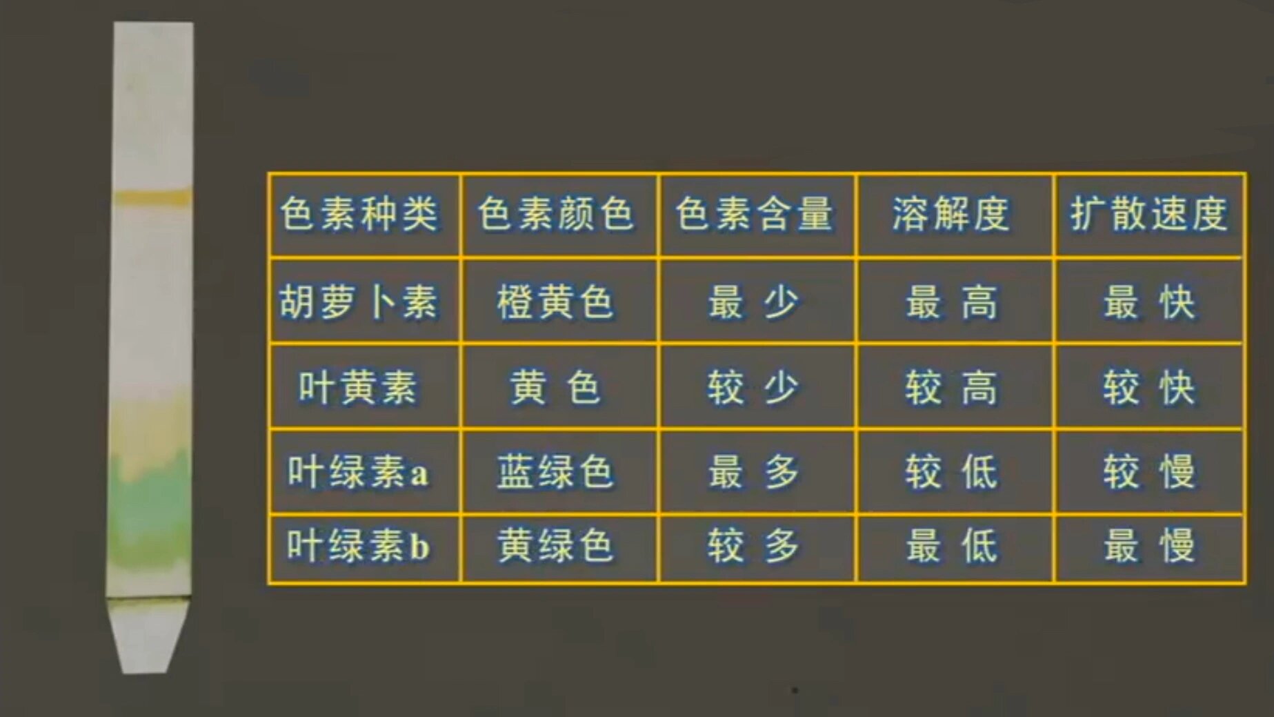 高三生物,叶绿素的提取和分离 叶绿素a和叶绿素b都是吸收红光和蓝紫光