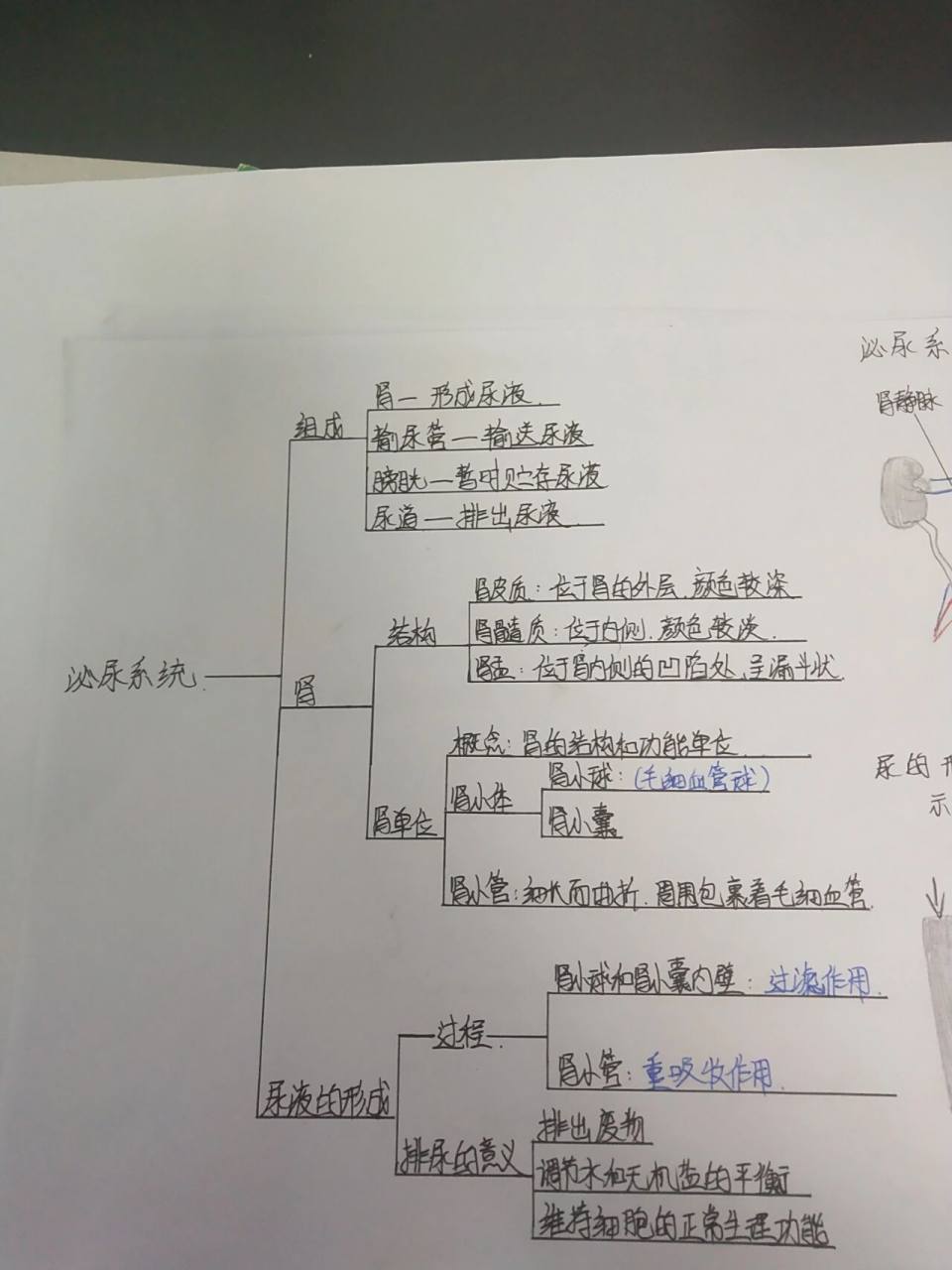 泌尿系统生物思维导图图片