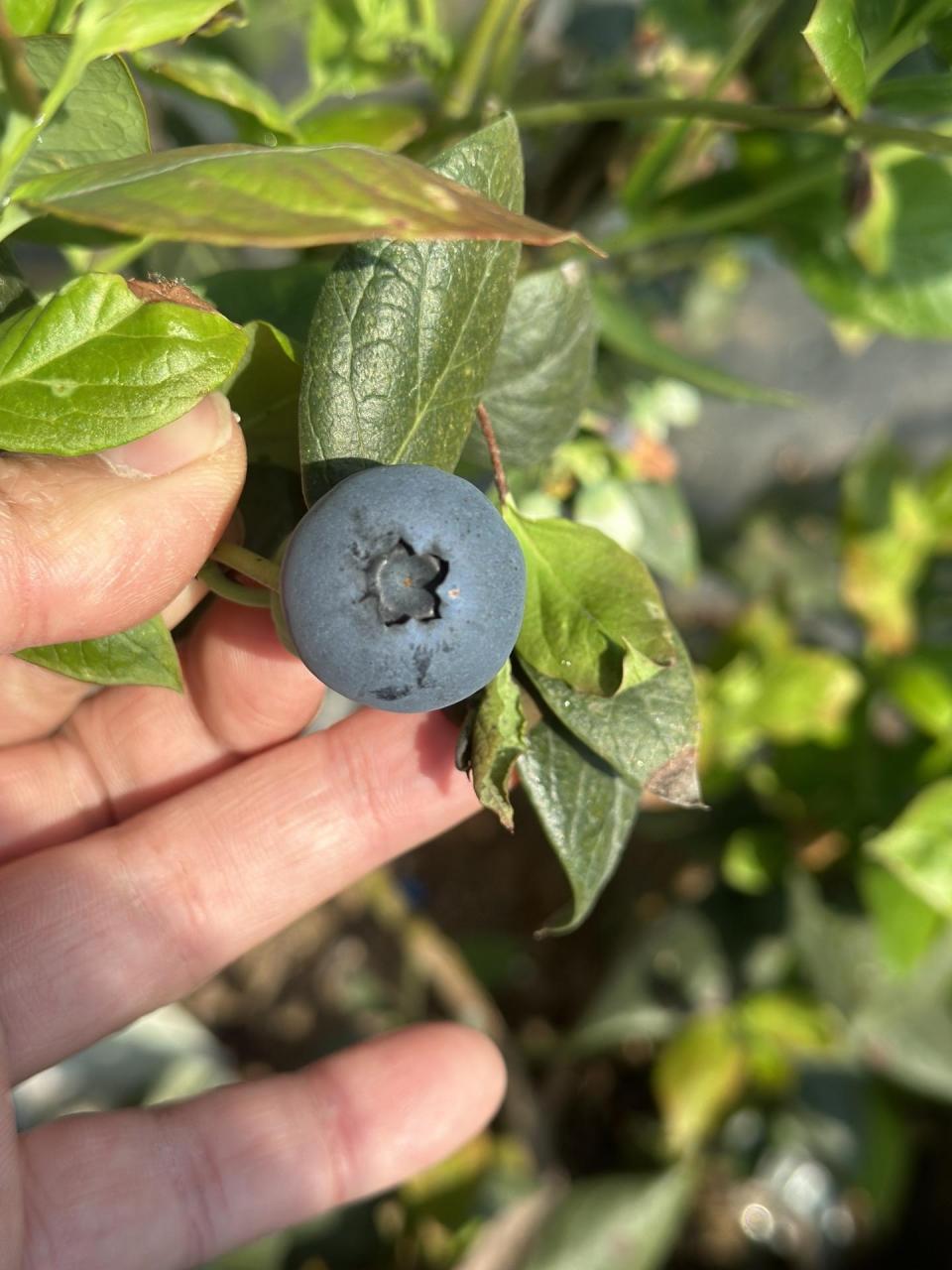 优瑞卡蓝莓个头比较大.成熟时间跟l25差不多.口感还行.