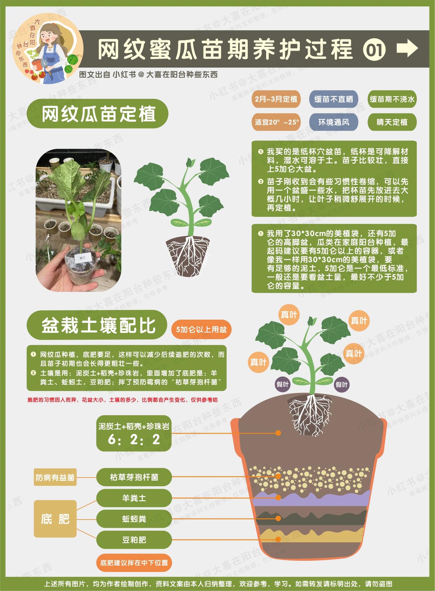 香瓜种植方法图片