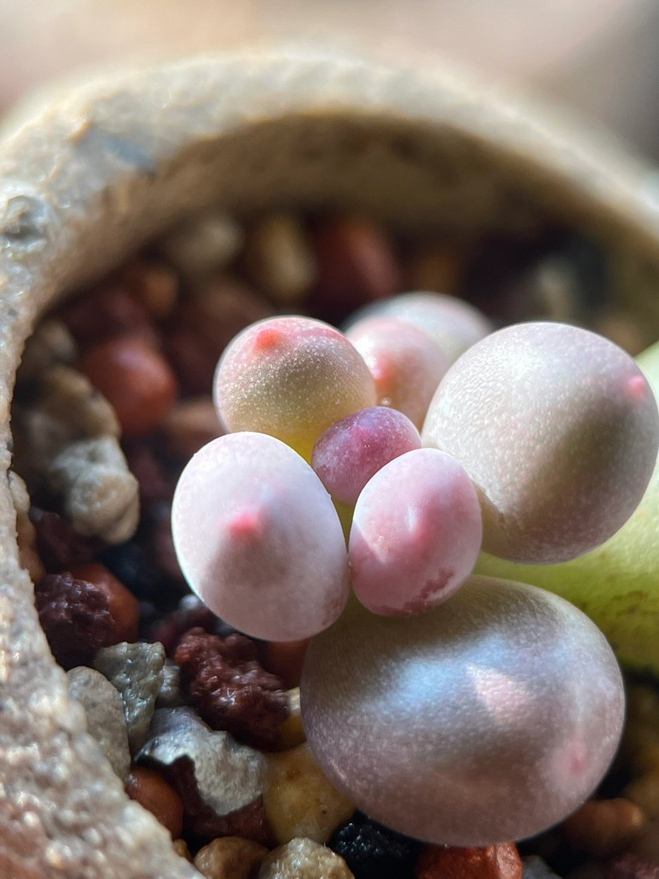 彩虹奶酪多肉植物嘿嘿 超级无敌喜欢这个大奶酪尖尖 基因无敌好 配土