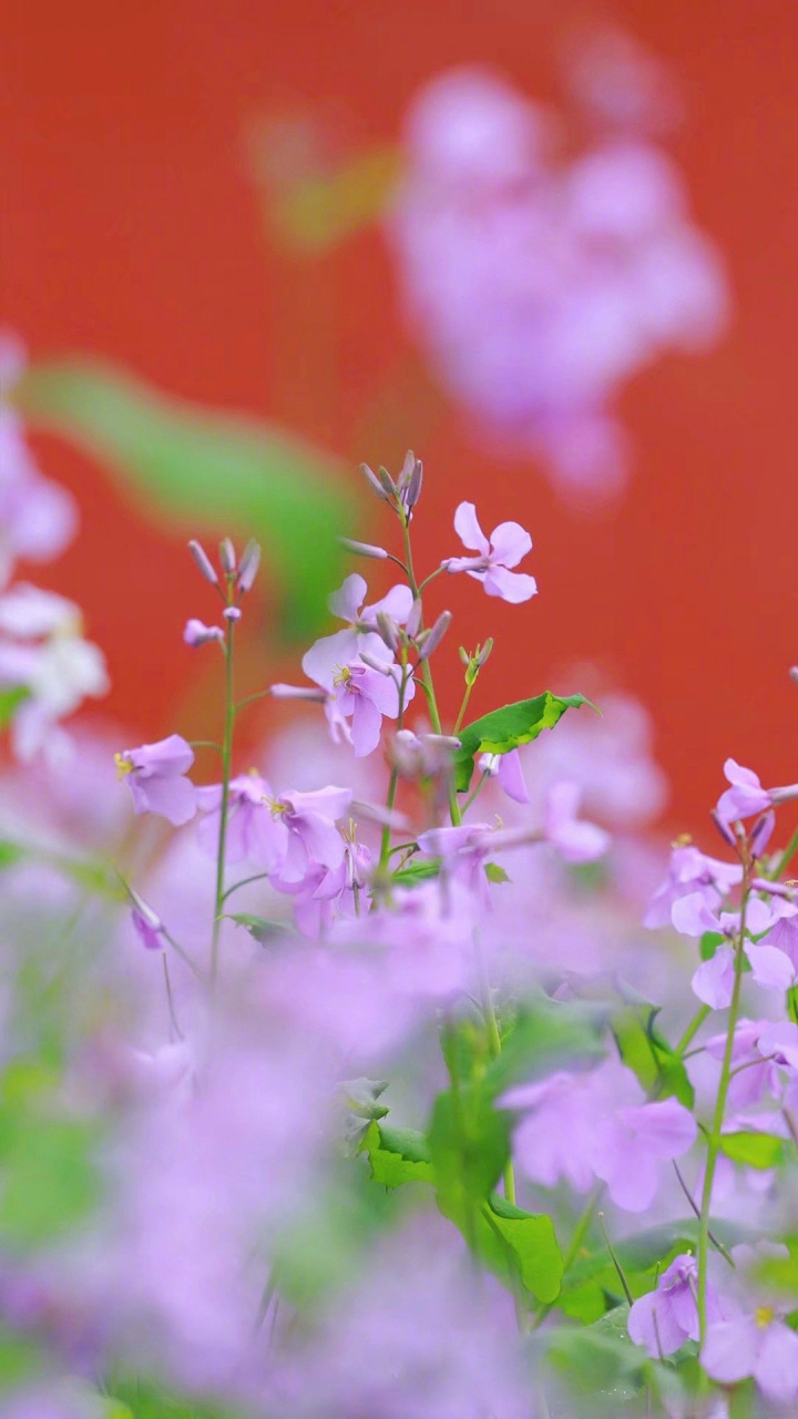 春风十里花满园,最美人间三月天.