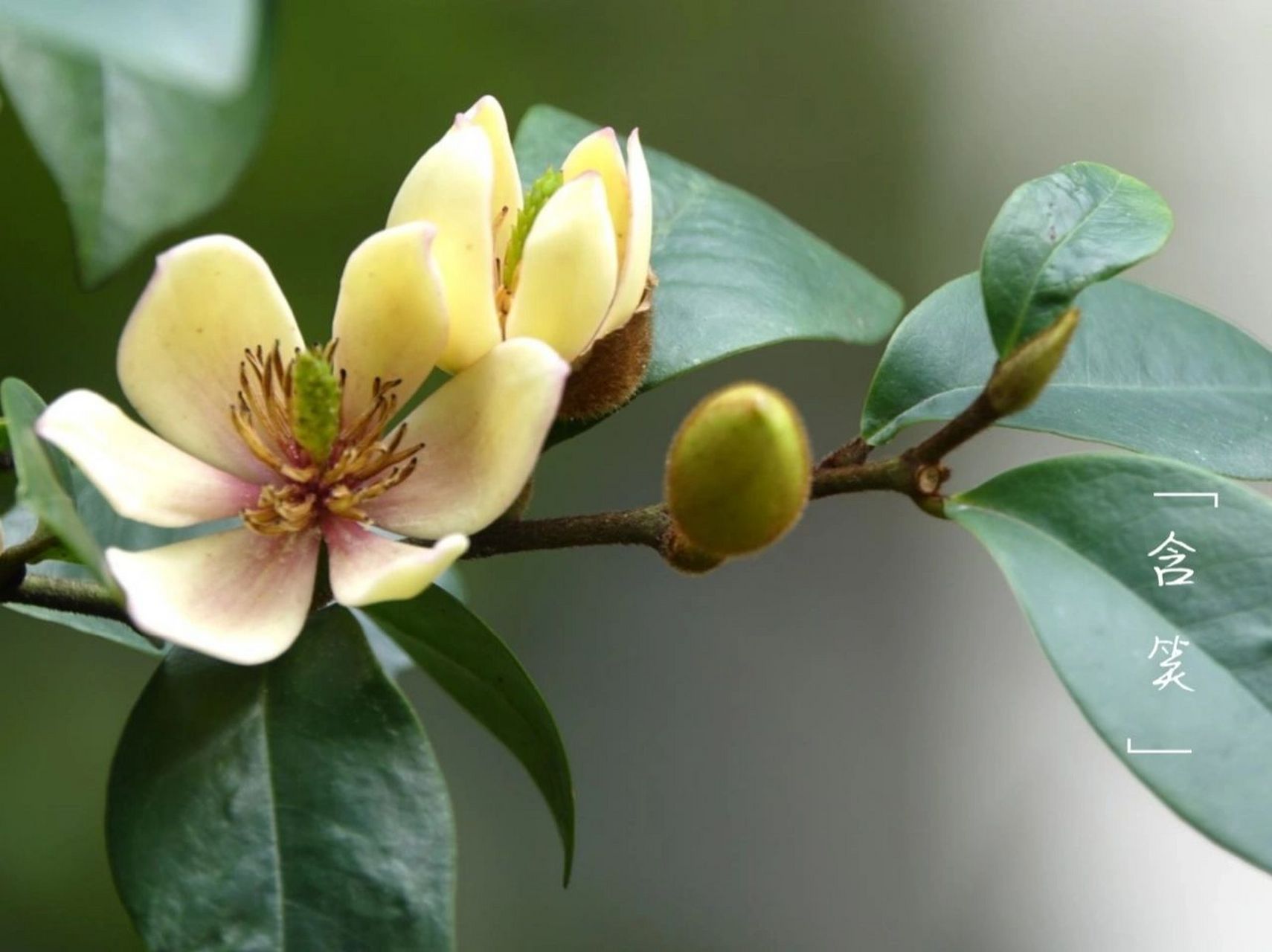 认认植物─含笑花 含笑花,拉丁文名:michelia figo (lour.