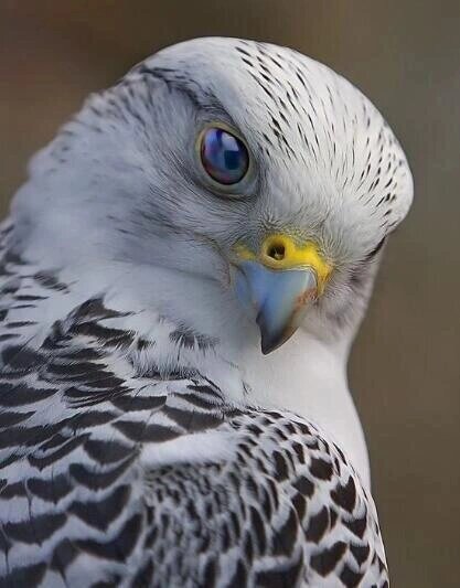 据说十万只 鹰中间才能出一个海东青,真的是越优秀