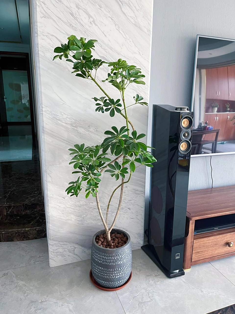 招财树|鸭掌木又名八方来财 又名八方来财 树形优美 耐养,上盆之后