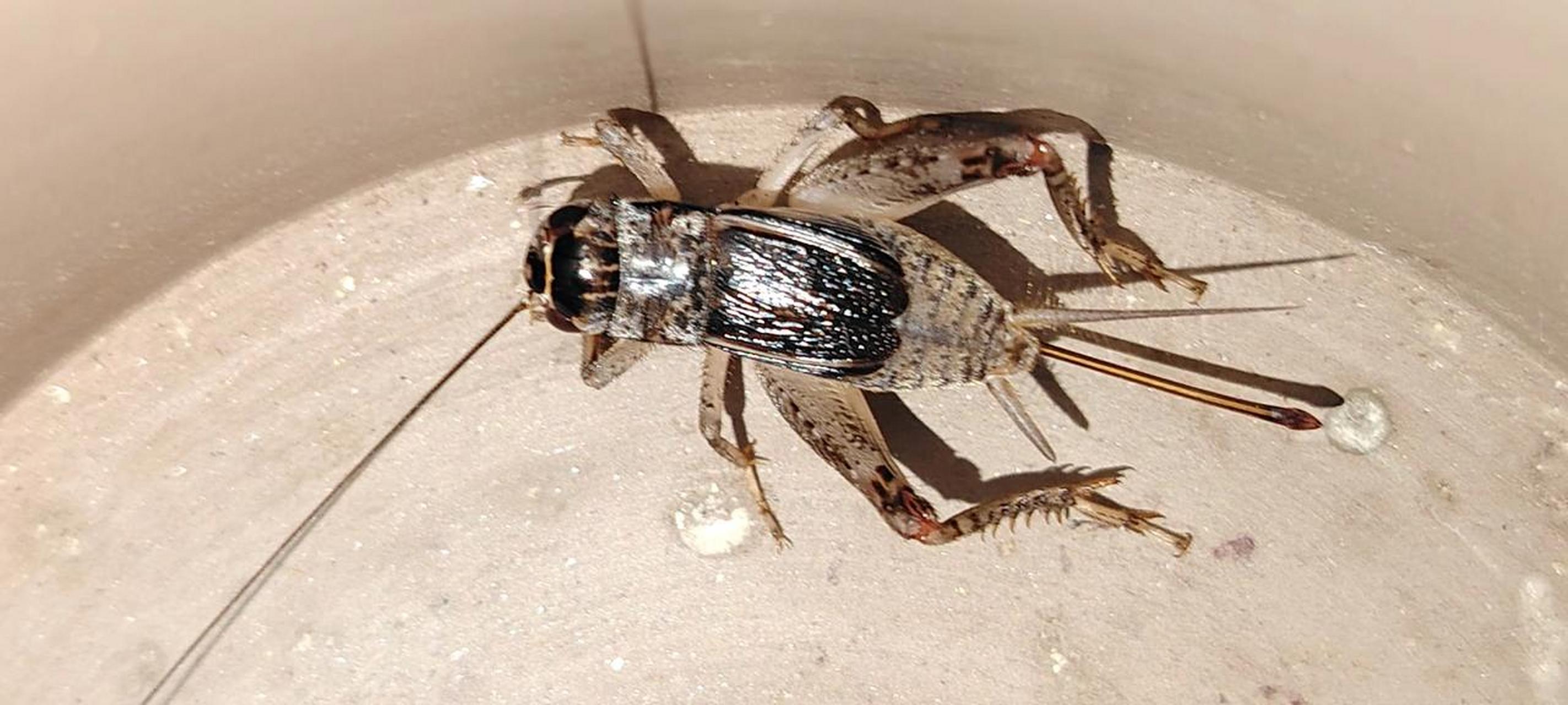 历时三个月,九十天细心培育,新一代蛐蛐符合我要求就是这两条母蟋蟀.