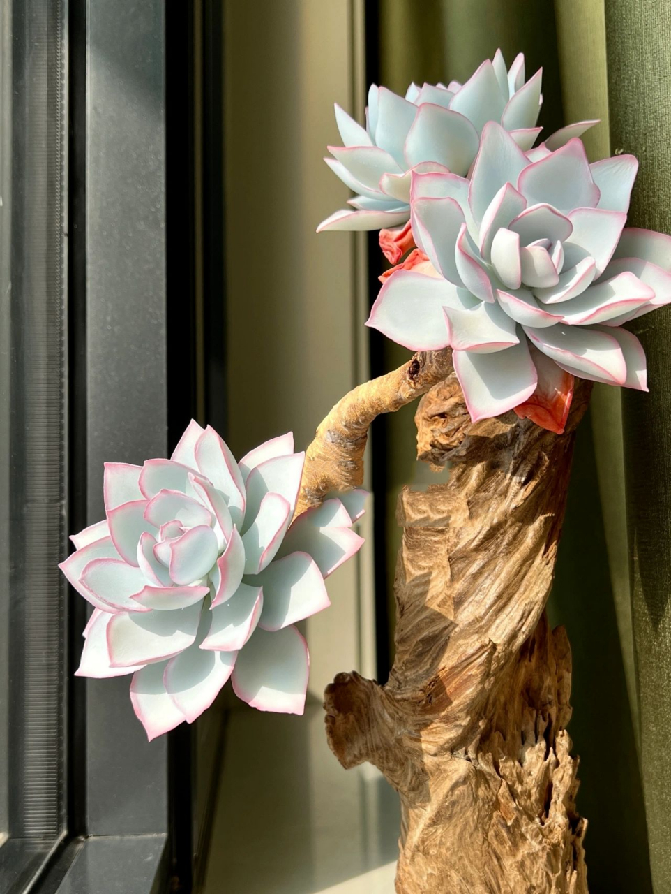 三仙之一的广寒宫多肉,希望友友们喜欢 只要心中充满阳光,每一个日子