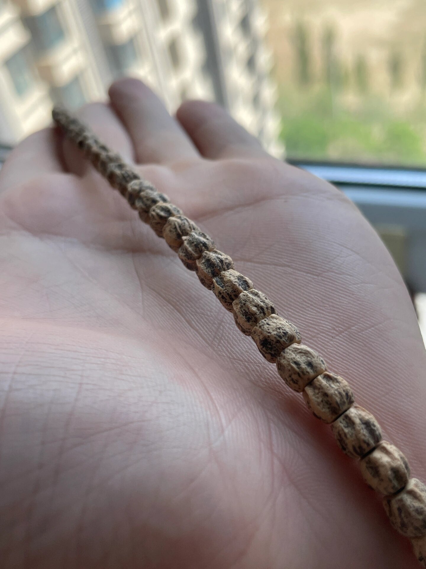 极致龙脊直切·热振寺柏香籽百香籽·脏脏串儿