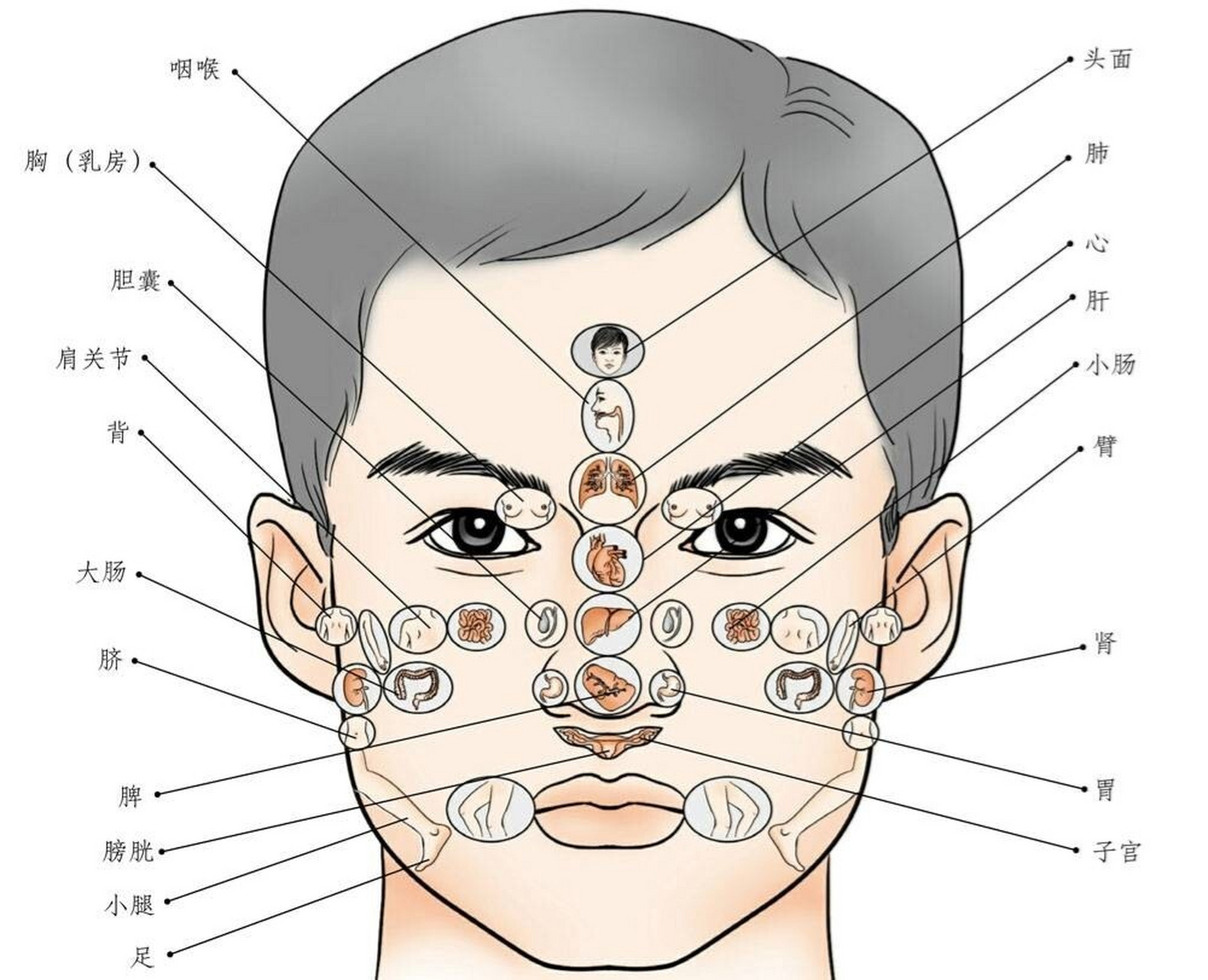 肺:两眉端中点.