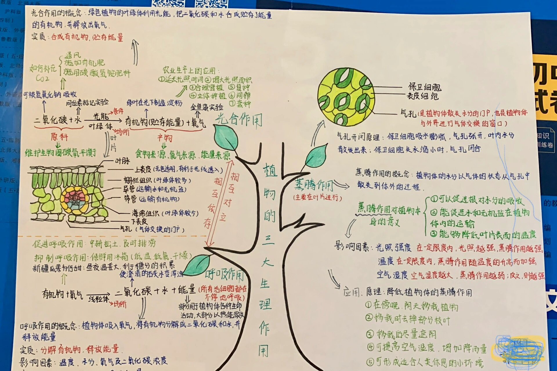 植物的三大生理作用 思维导图