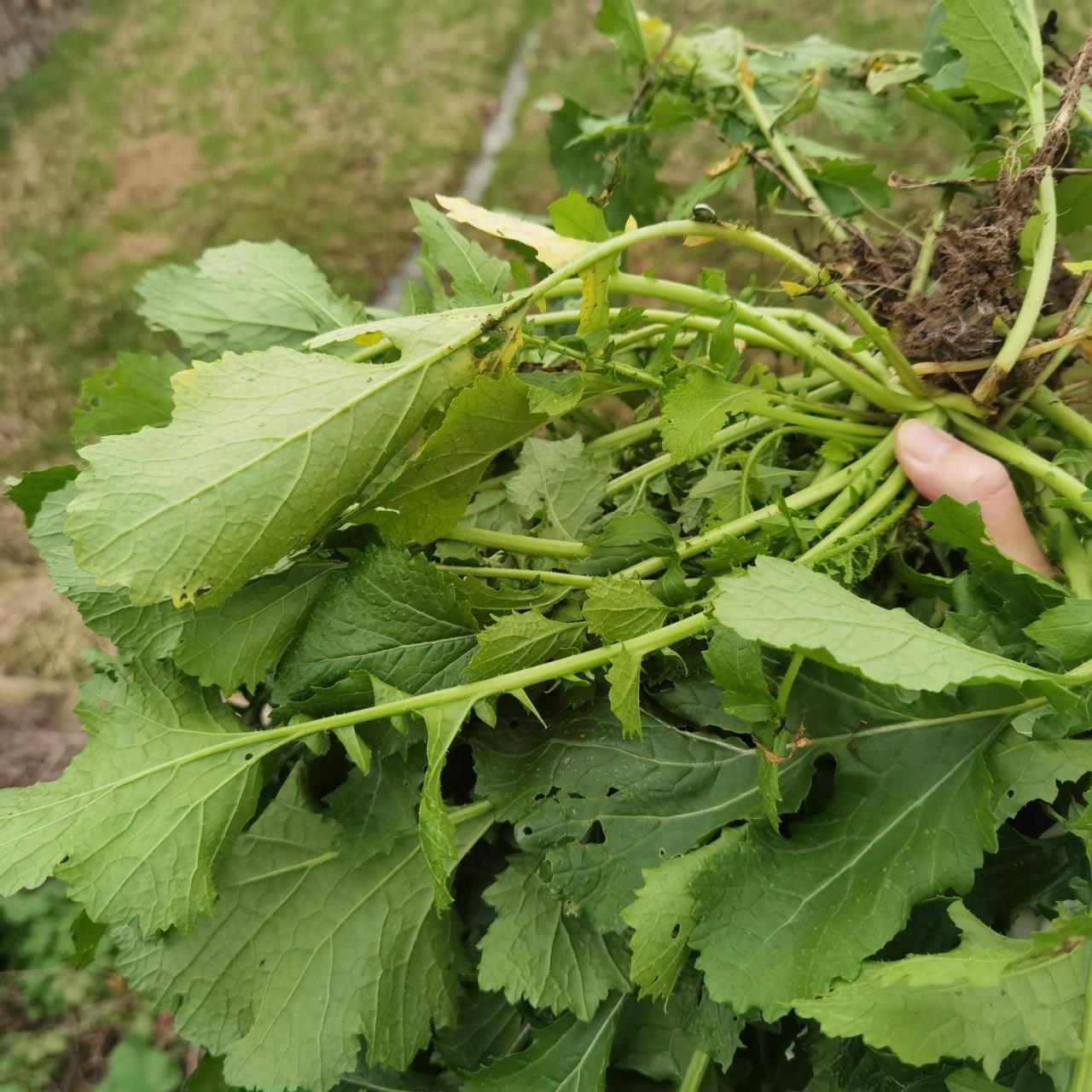 野生芥菜 看了说这个能吃的,薅点试试