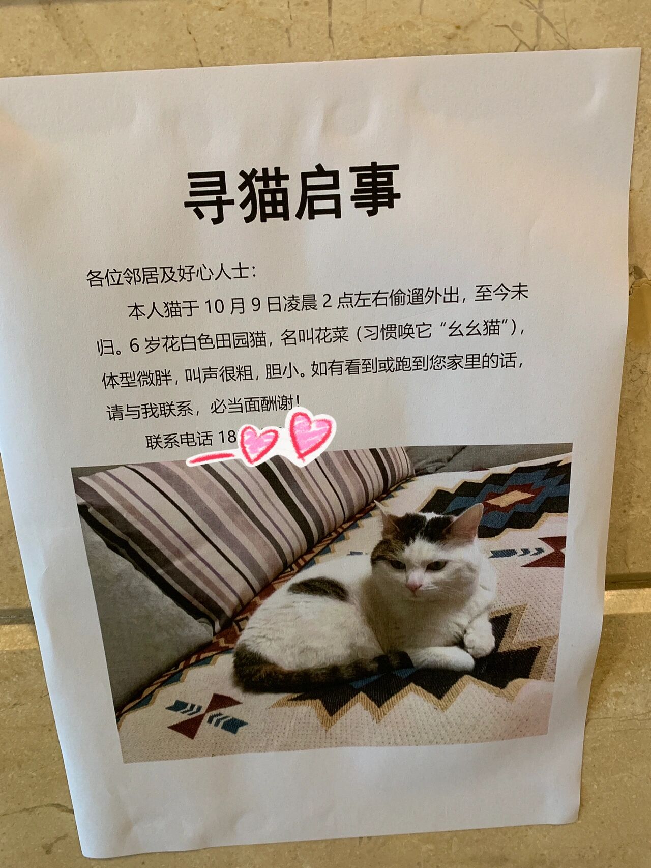 小区内寻猫启示样板图片