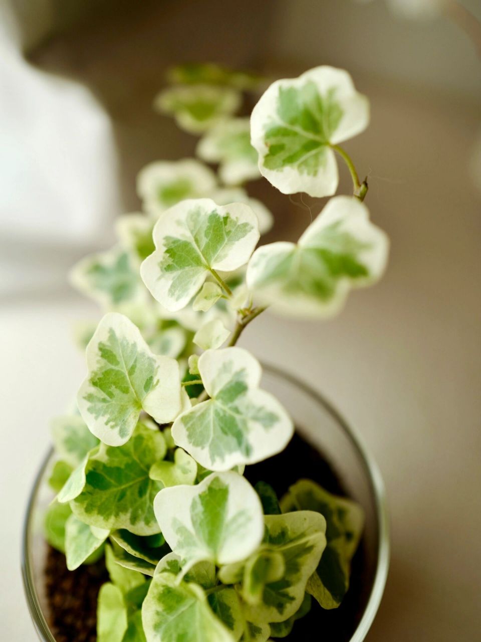 绿植成长日记day2 | 雪莹常春藤 仙气飘飘的雪莹公主 	 9515 科属