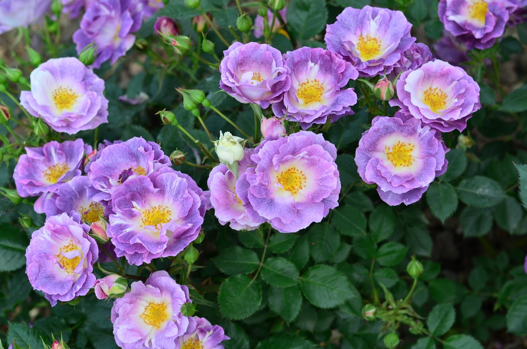 月季 蓝色梦想 一款市场上不怎么流行的月季品种"蓝色梦想",却依然美