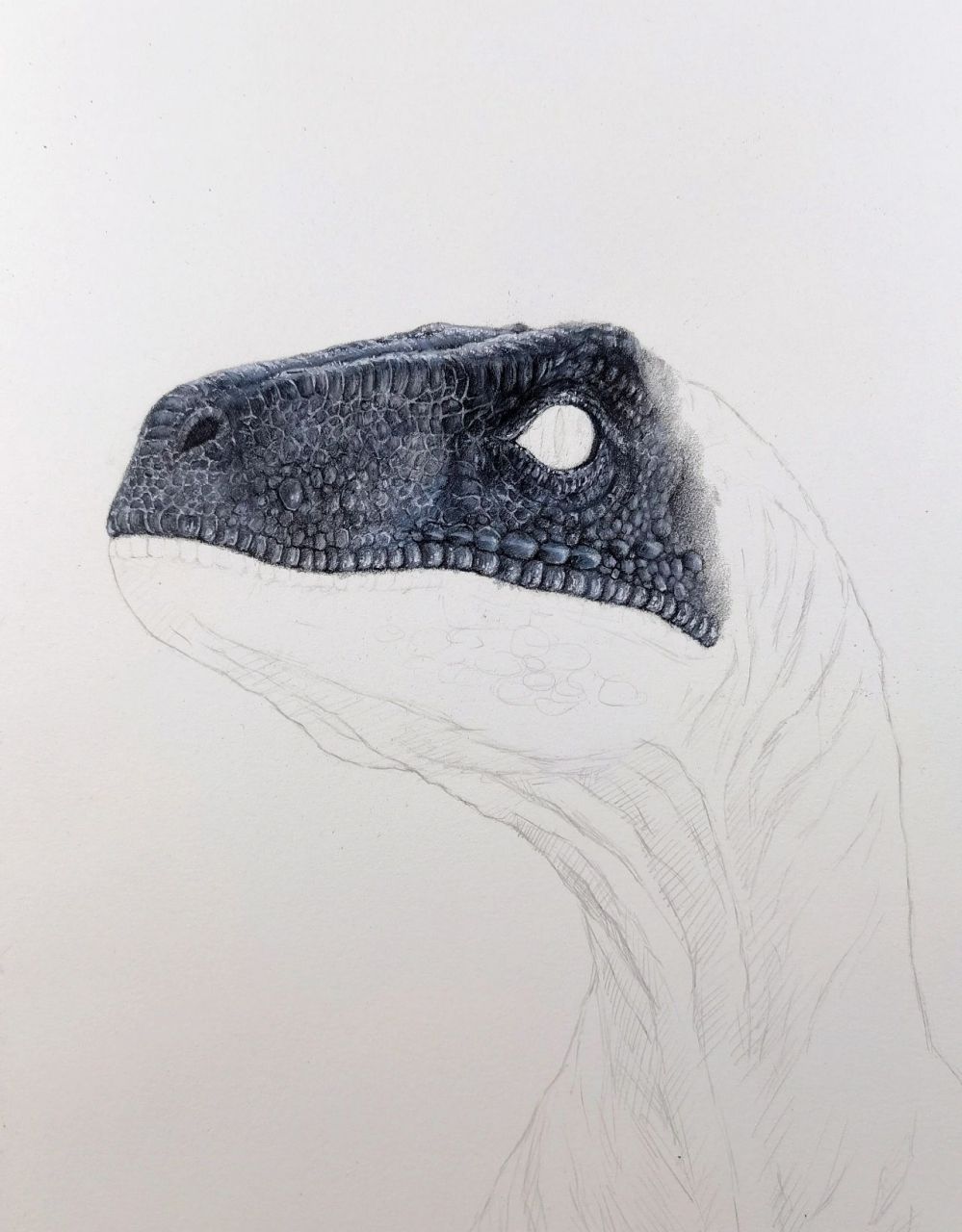 【彩铅手绘】迅猛龙 这张画得比较粗糙.