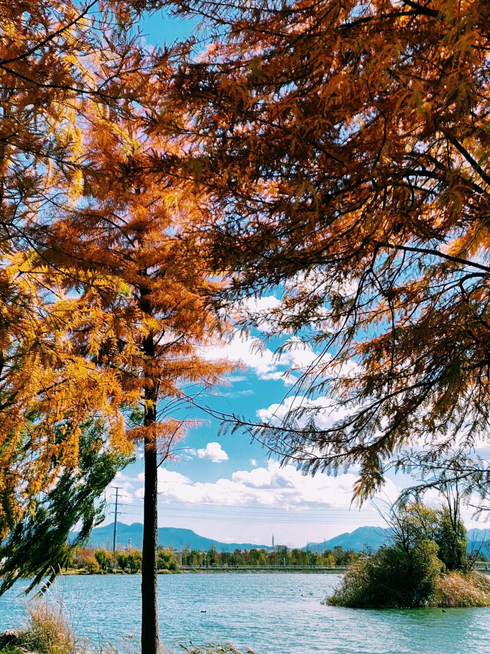 深秋的中济海公园真的美的像漫画 丽江秋季宝藏打卡点～中济海公园