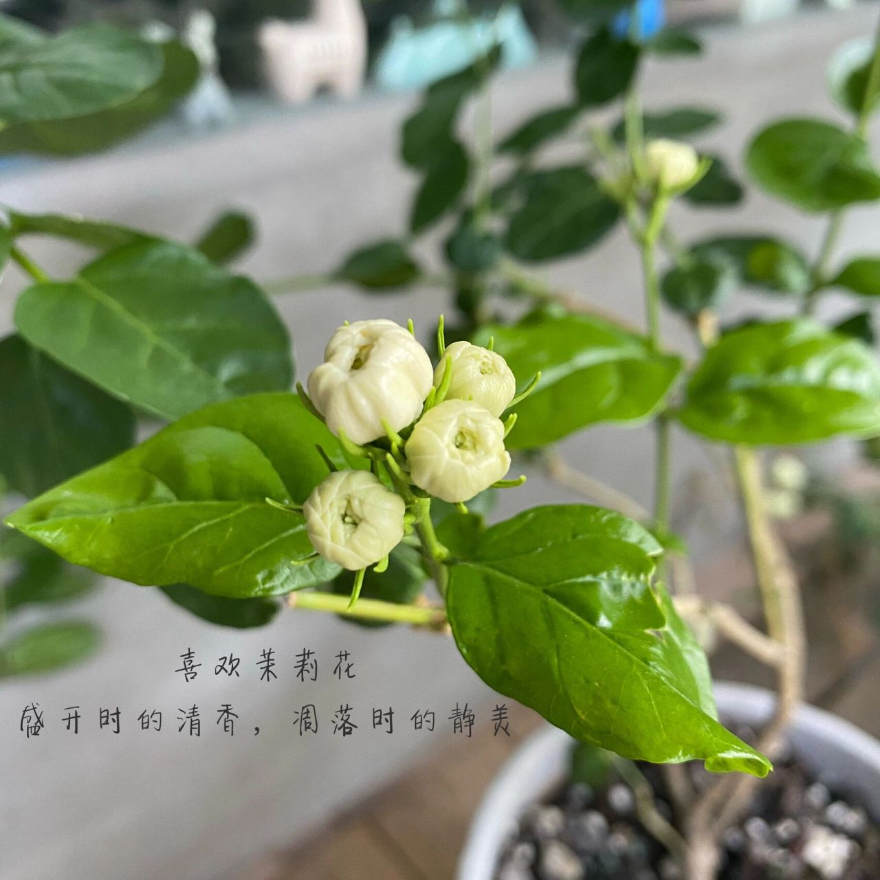 清新脱俗的宝珠茉莉 喜欢茉莉花盛开时的清香 调落时的静美.