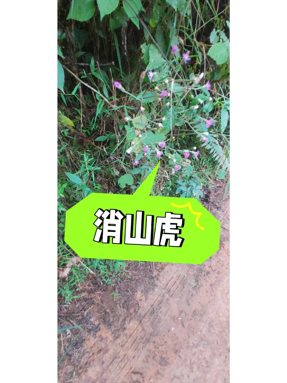 消山虎(41)本土原生中草药材