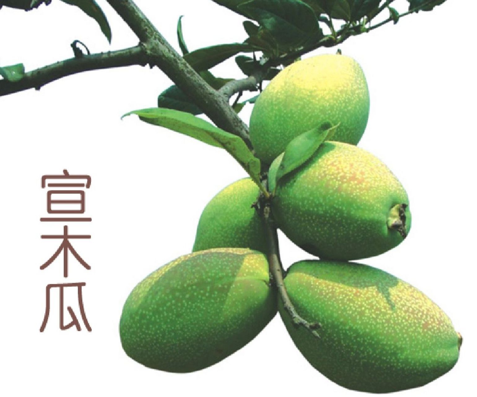 宣木瓜,番木瓜,青木瓜区别哪种对93有效 因为木瓜形状和女性93很