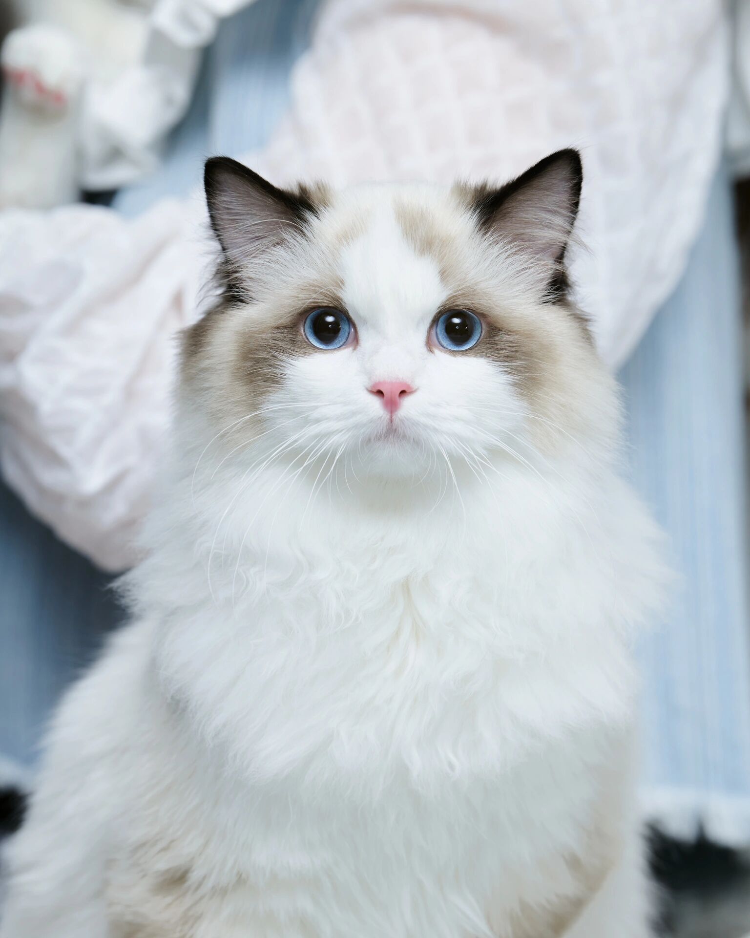 2千块能买到什么品相的布偶 我家宝宝去年9月份从一东北小姐姐那里抱