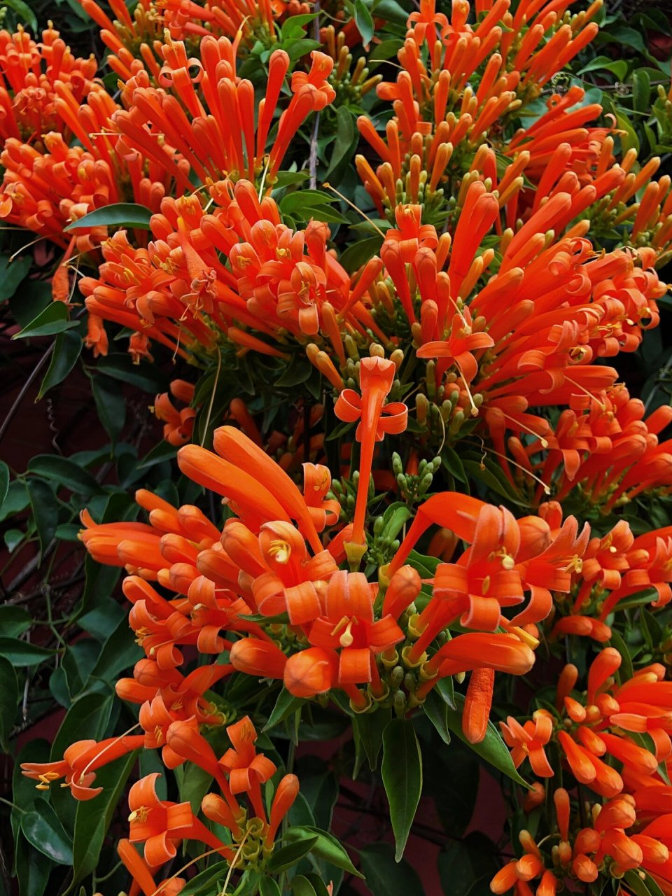 炮仗花的花语是红红火火 它的花朵颜色鲜艳,且花朵形状和鞭炮相似