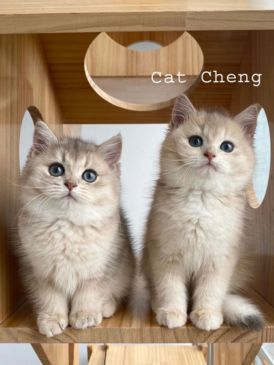 第一次买蓝金渐层 大家推荐11还是12色呢?