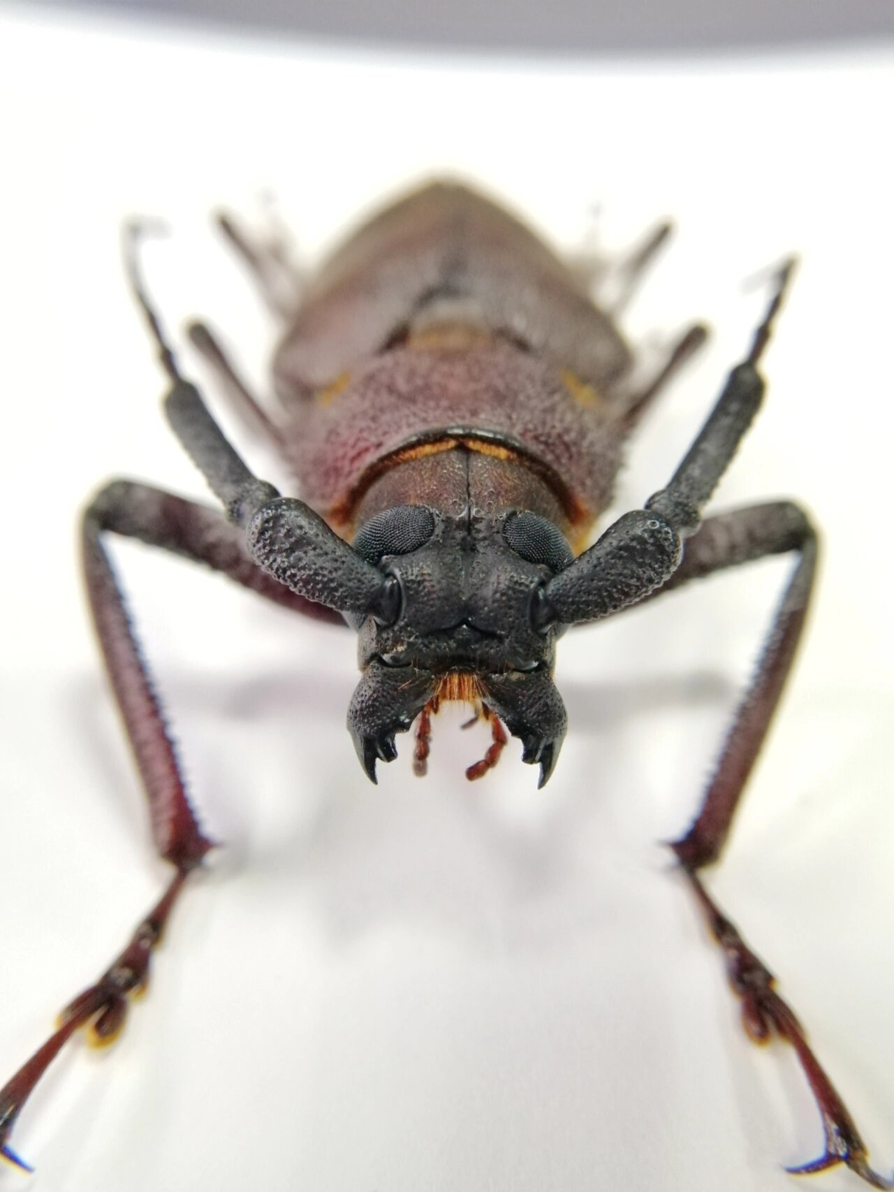 晒出我收藏的昆虫标本# #标本# #昆虫标本# #天牛标本# #昆虫天牛