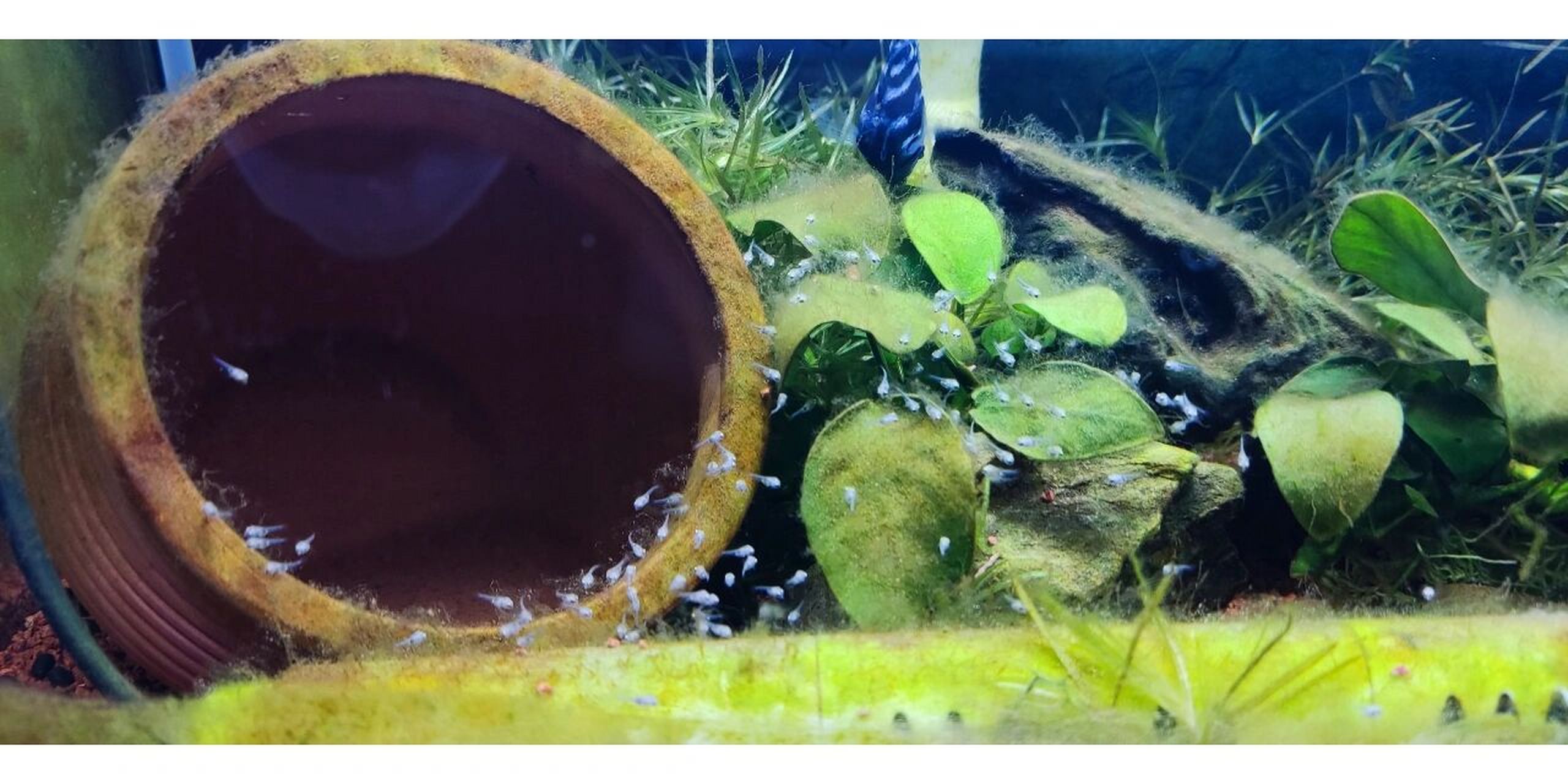 迷你鹦鹉鱼苗全家福 0469♀15 00 9115 96忙里偷闲的