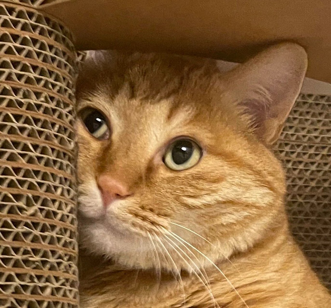 分享一组橘猫头像,换上后会有意想不到的美丽. 它叫九饼