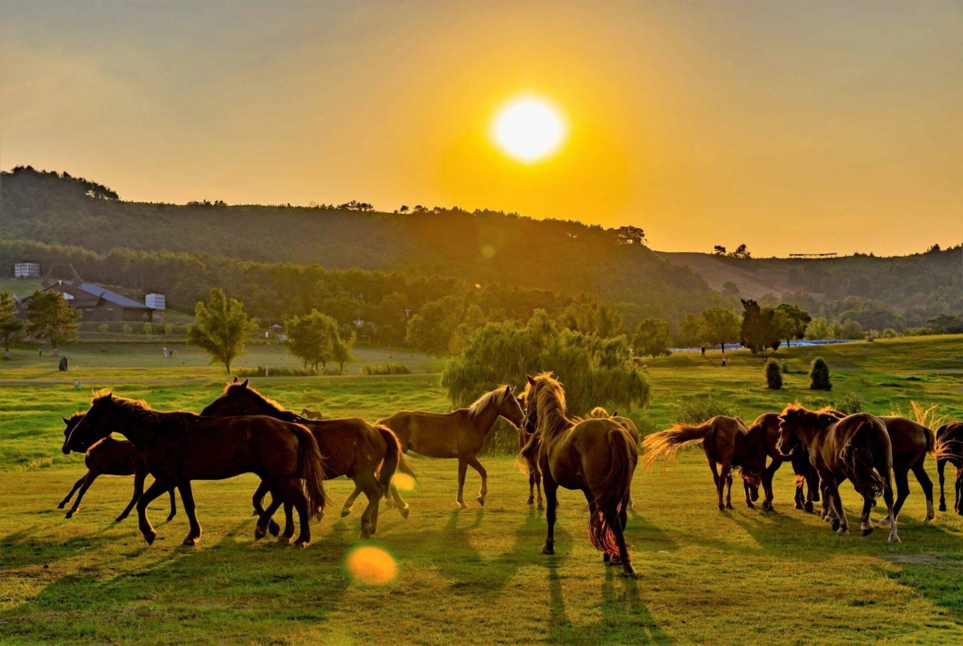【景区介绍】96 木兰草原地处于湖北省武汉市黄陂区王家河街道聂