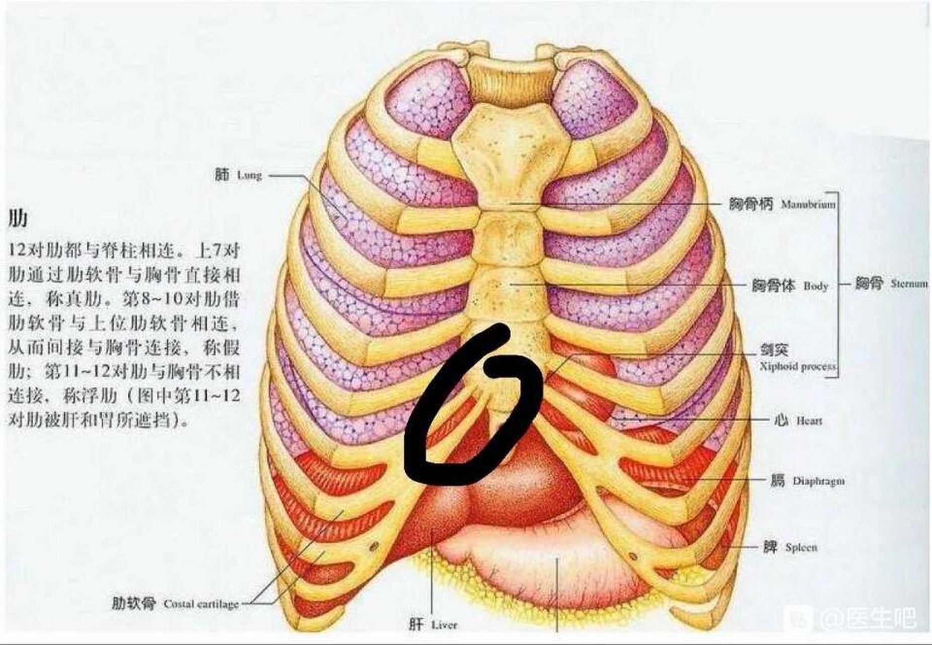 什么是剑突图片图片