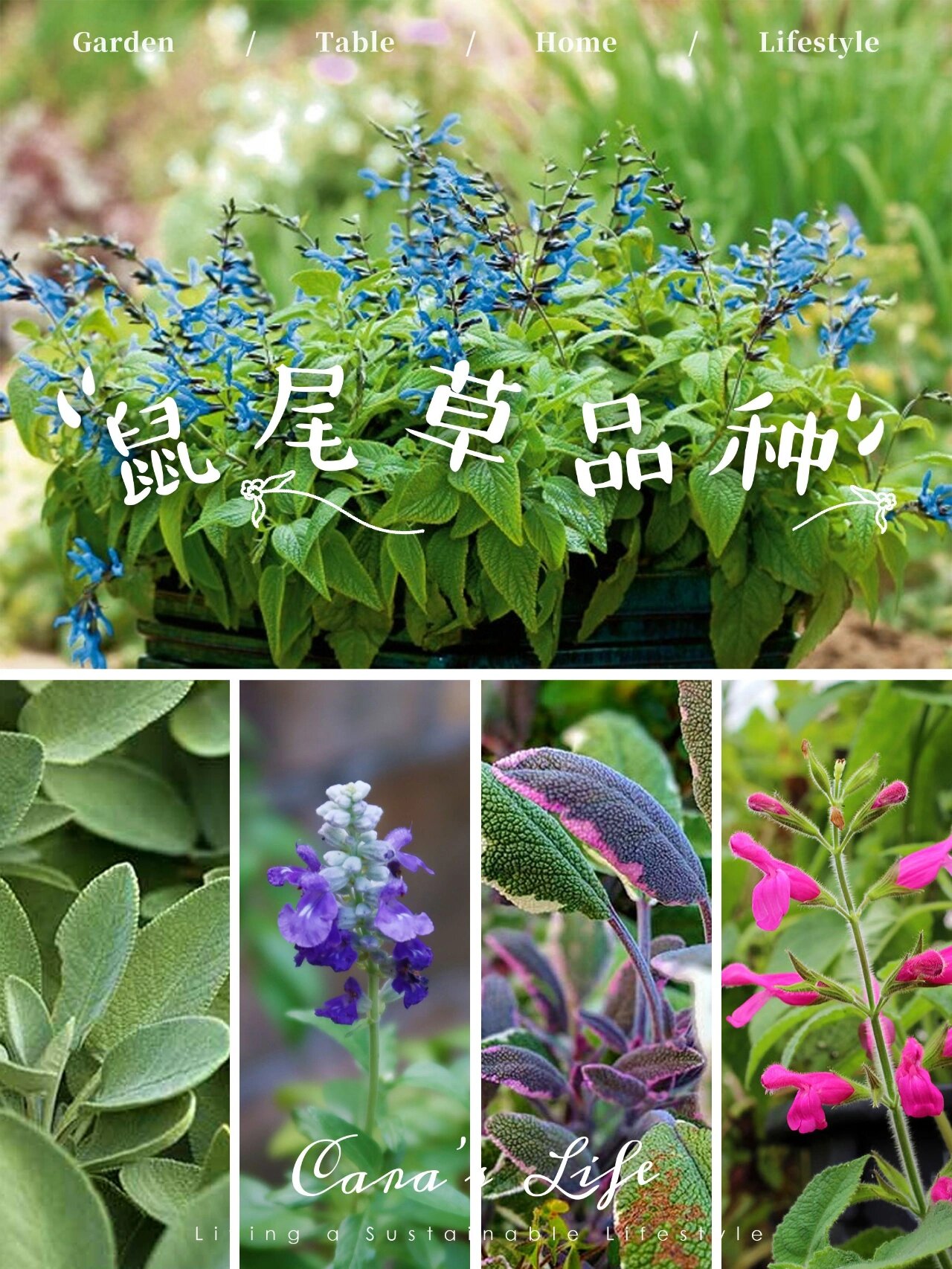 可食花园丨可以食用的几种鼠尾草品种