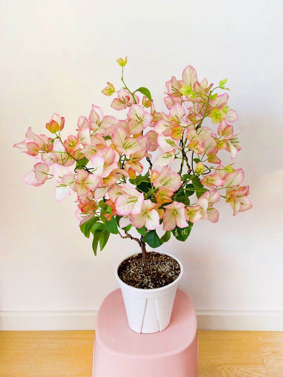 绿叶五宝 | 三角梅 非常非常勤花.室内不上色,也很美