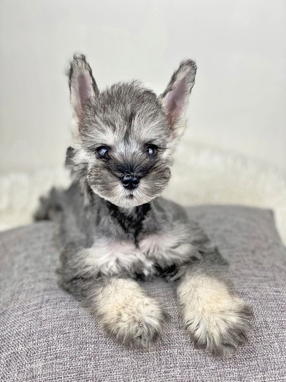 94宝们,想了解下大家更加喜欢什么颜色的雪纳瑞?