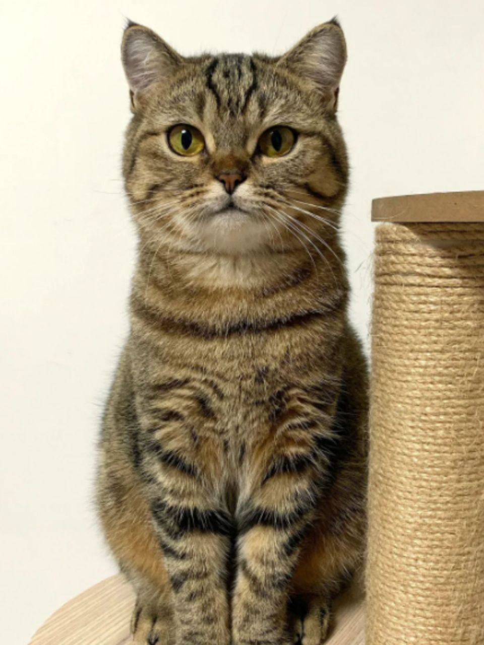 狸花猫图片 大家好,今天我要和大家分享一些狸花猫的可爱图片,这种