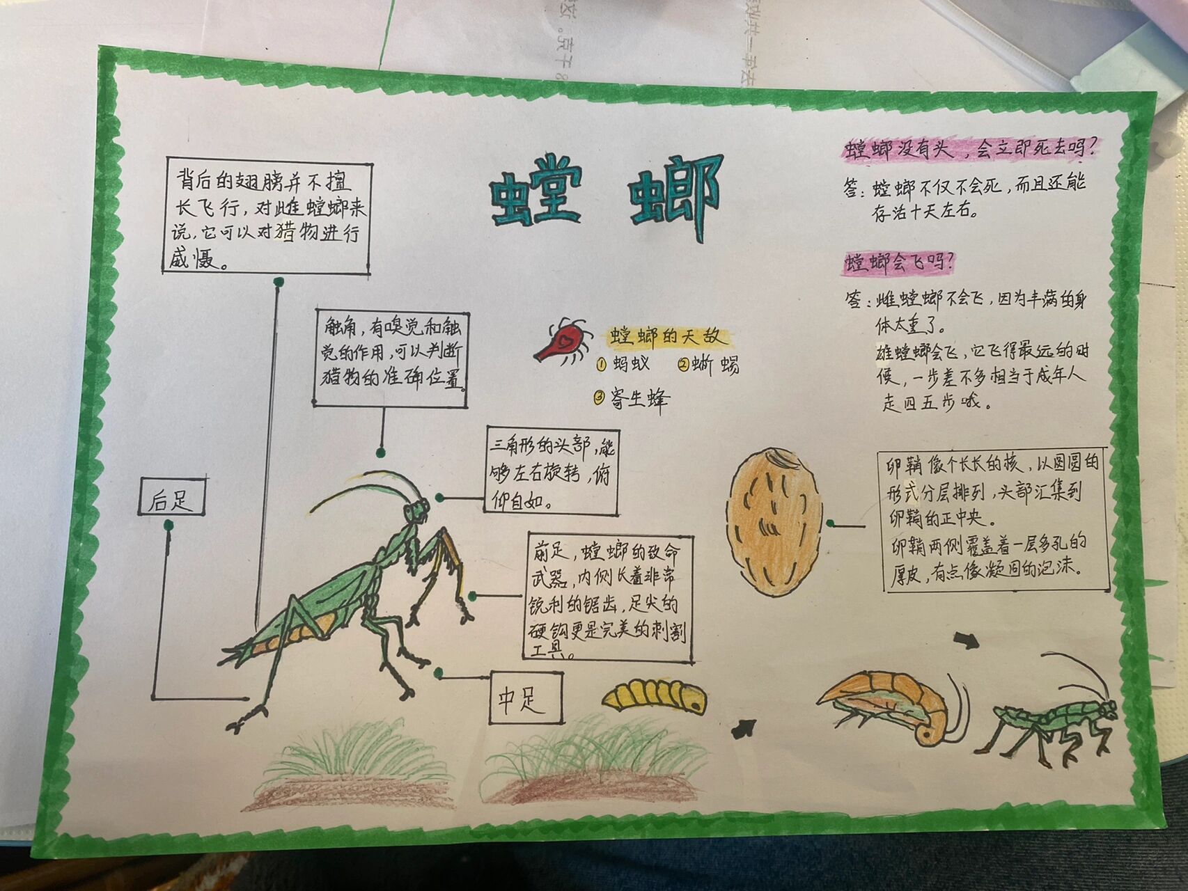螳螂的资料三年级图片