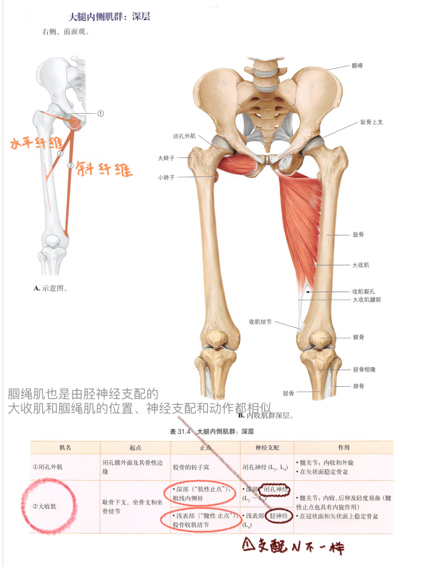 髋关节前屈的肌肉图片