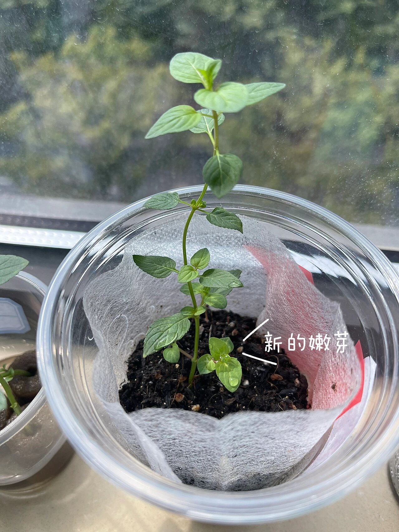 薄荷长出了新嫩芽