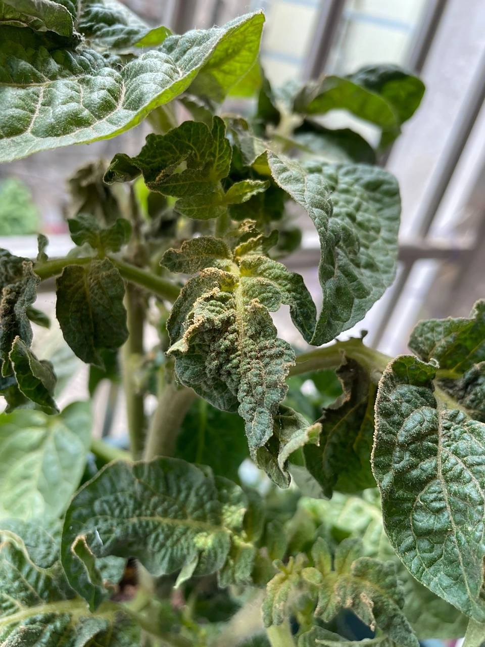 番茄叶有黄粉 求问这是茶黄螨么