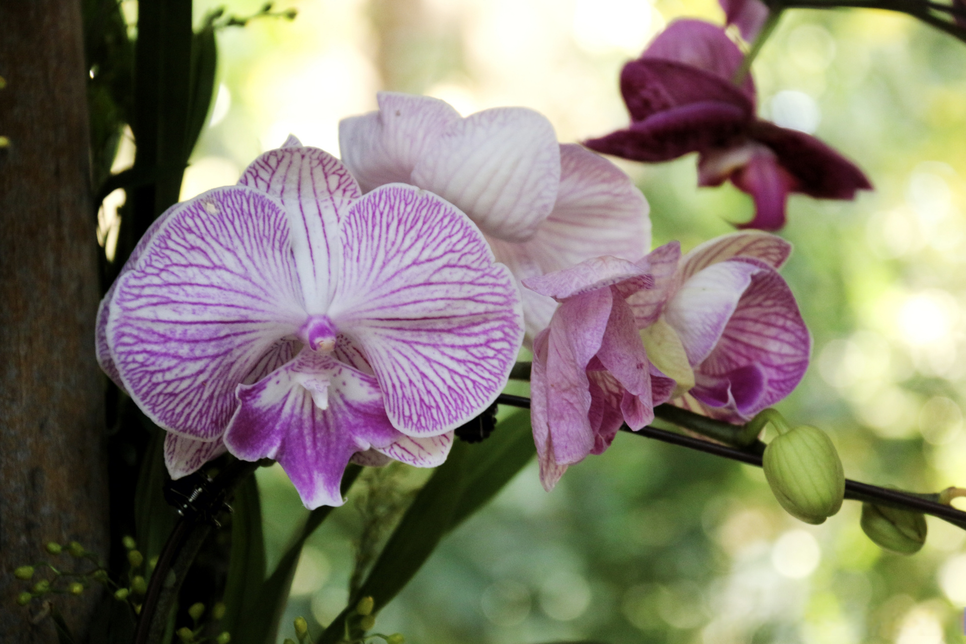 《兰花》【明】薛网  我爱幽兰异众芳,不将颜色媚春阳.