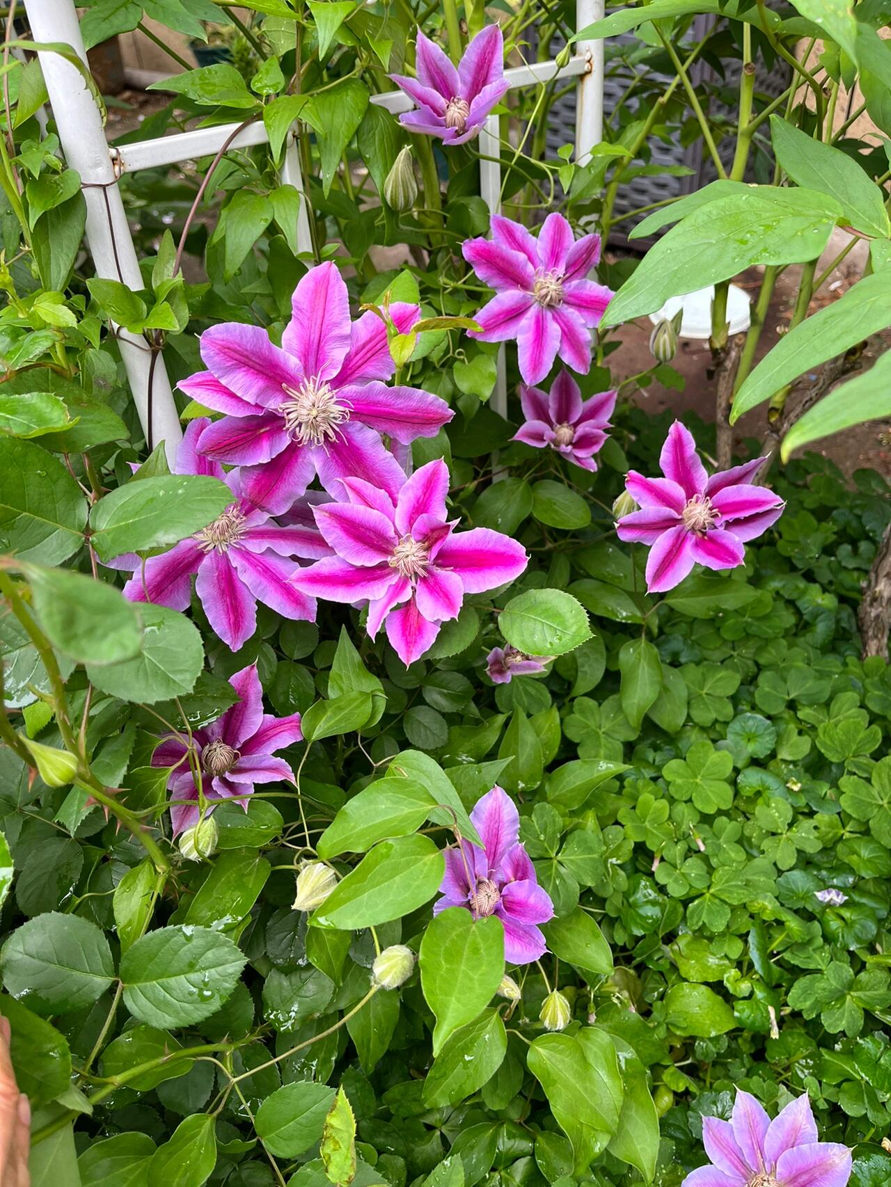 铁线莲——鲁佩尔博士(经典)