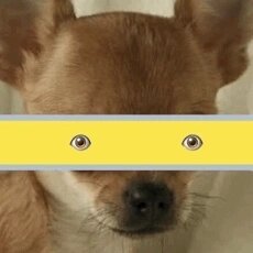 超级安逸的表情包!出炉啦