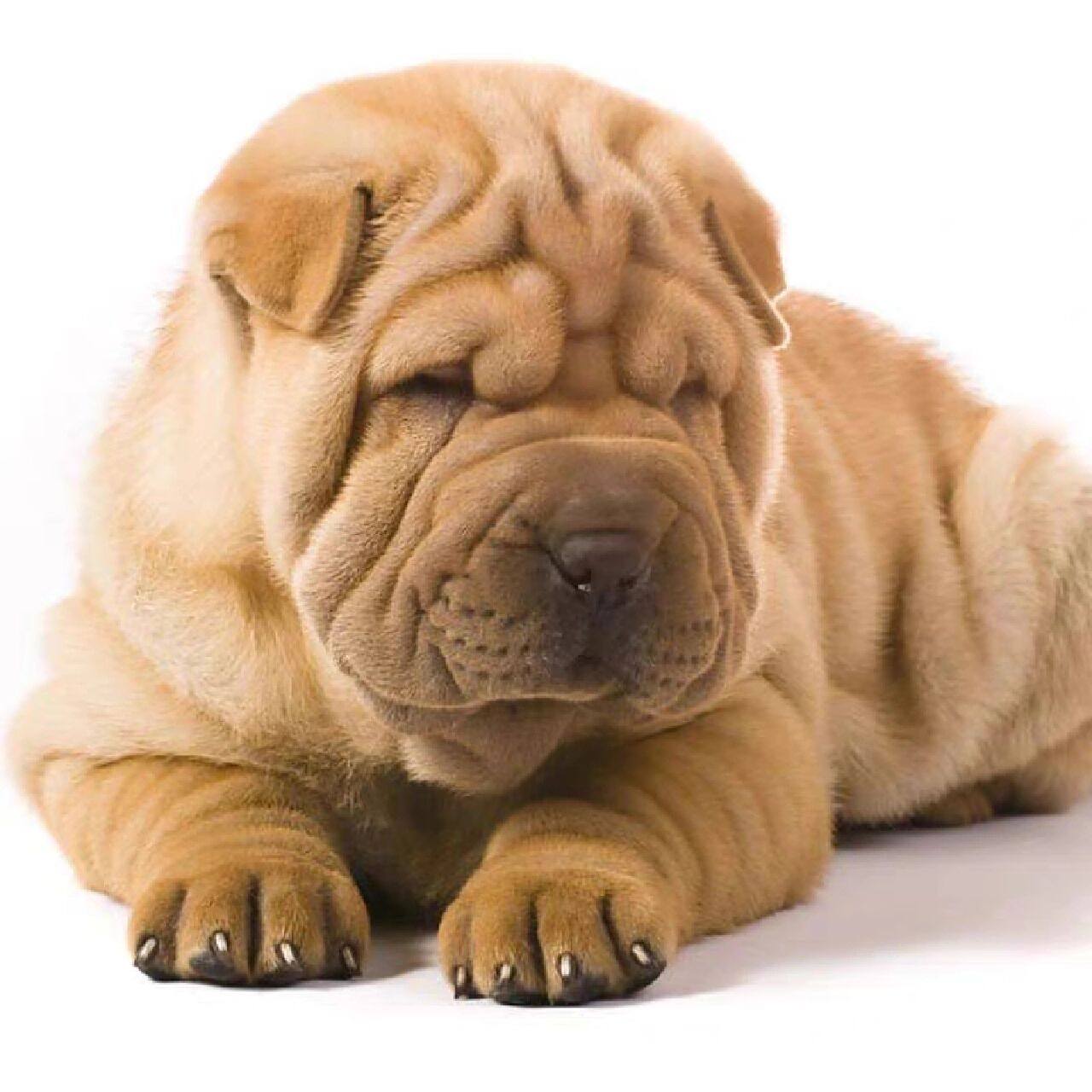 纯种沙皮狗幼犬,活体狗狗 沙皮狗幼犬小型纯种沙皮狗,喜欢粘人,聪明