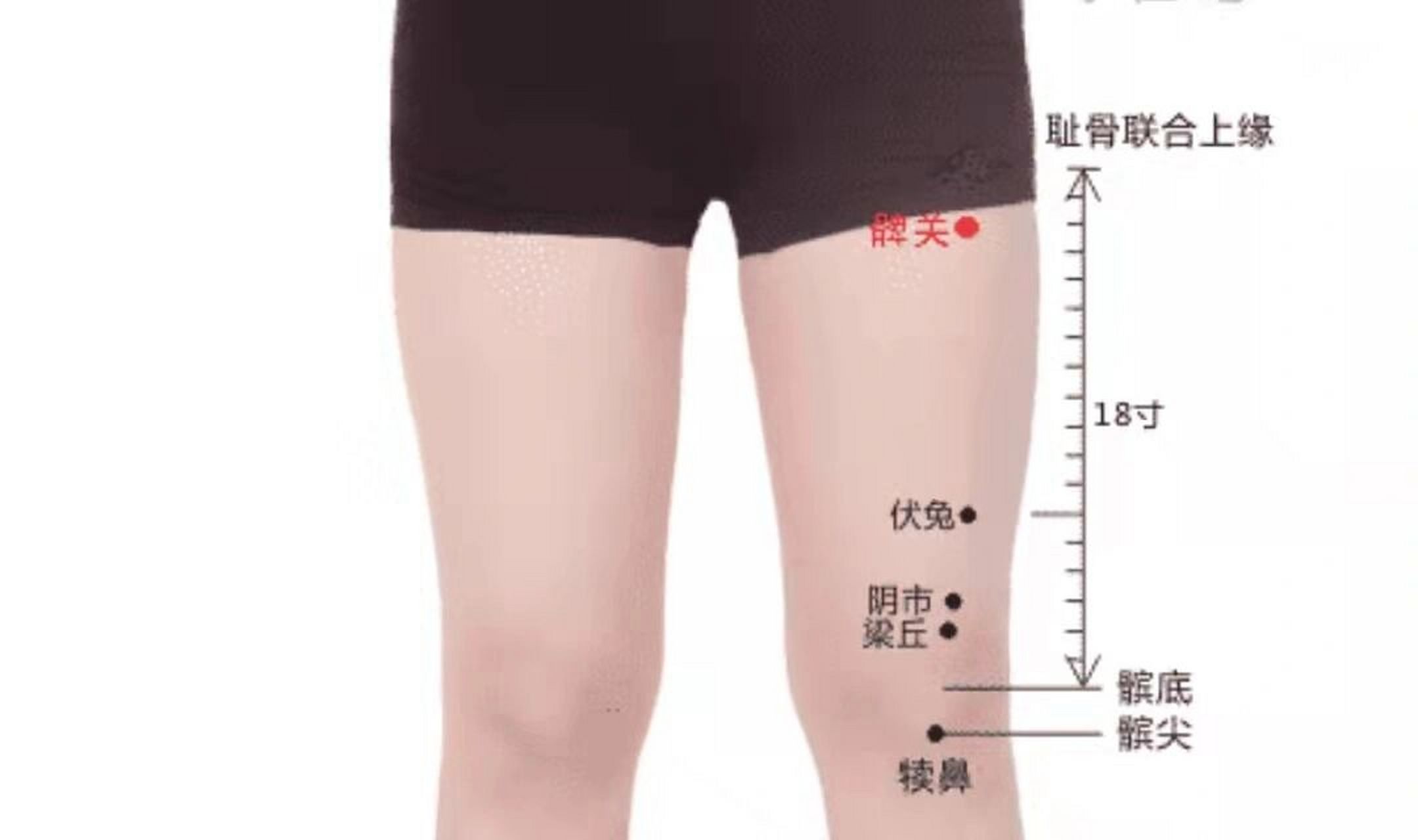 髀关穴     【穴位】 髀关(bìguān,st31) 足阳明胃经 【定位】 在股