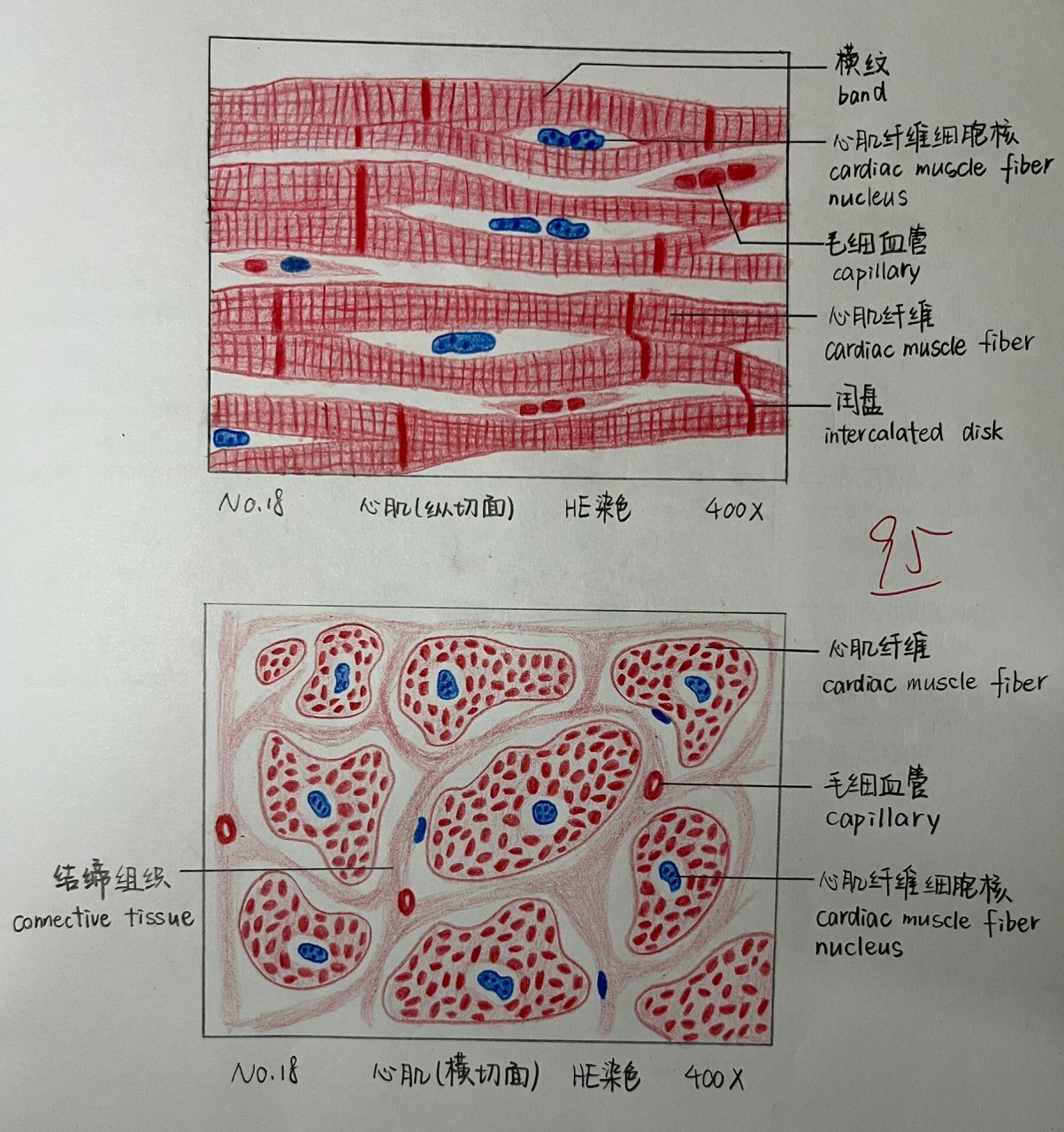 松雌球果纵切手绘图图片