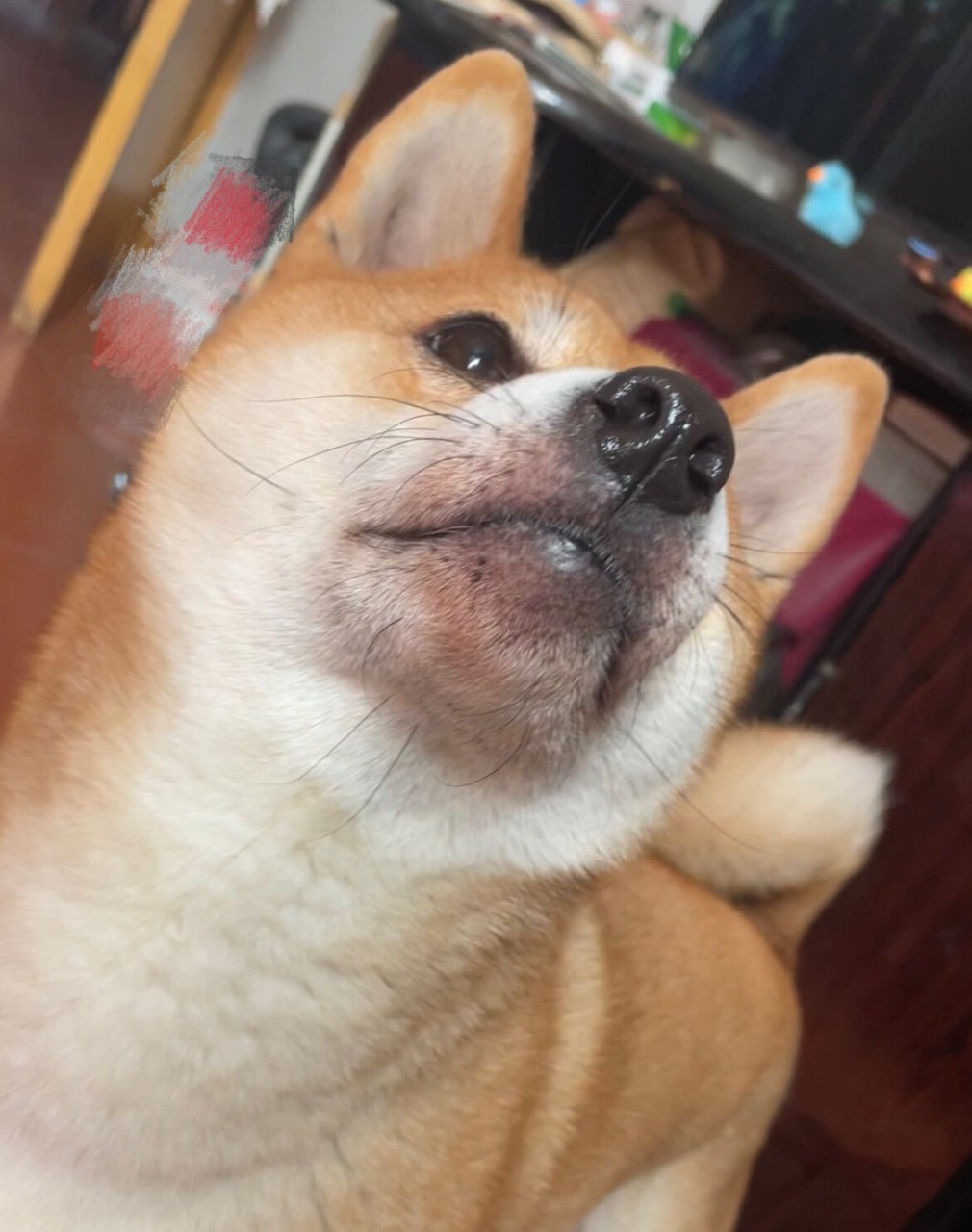 有人知道柴犬狗狗嘴巴发红是为什么吗 去年得过蠕形螨,今年也以为是