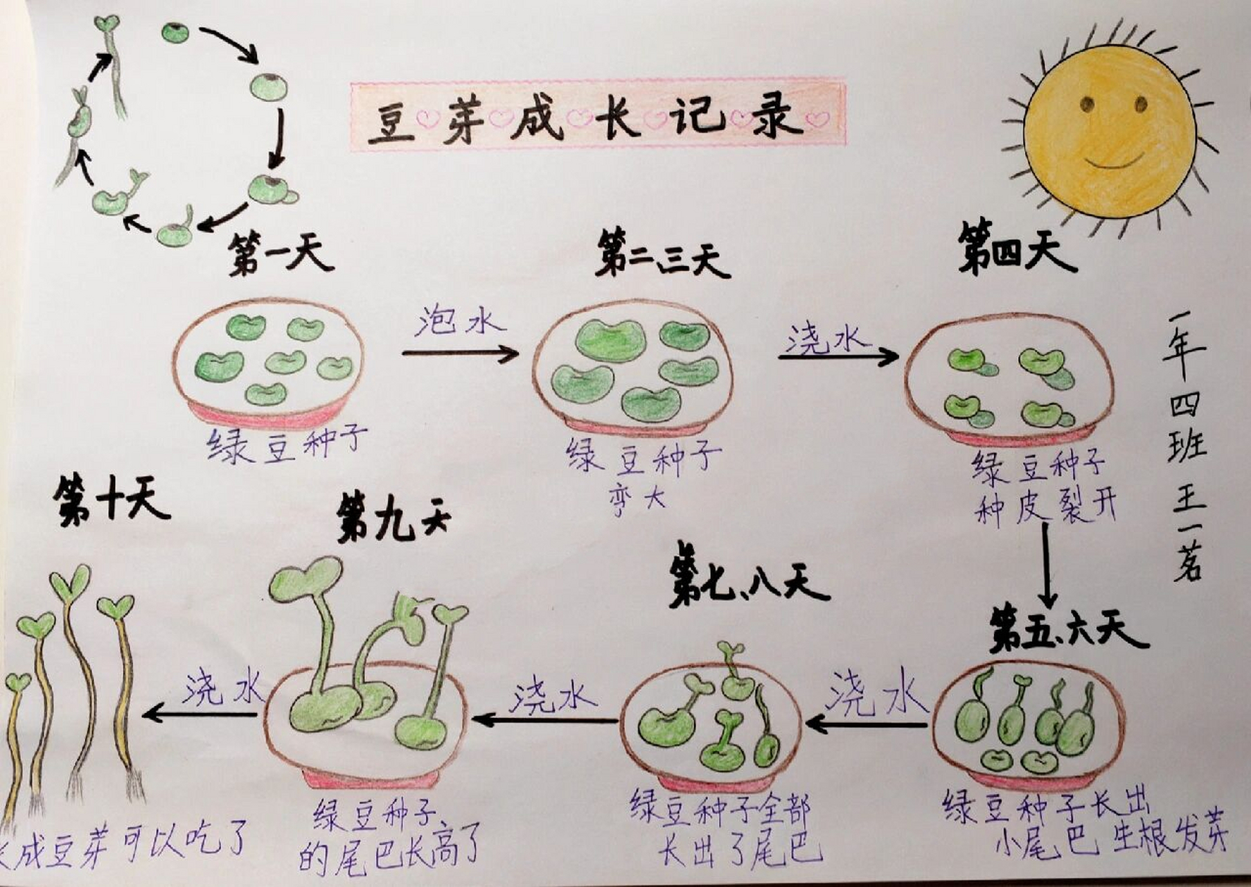 绿豆手抄报萌发图片