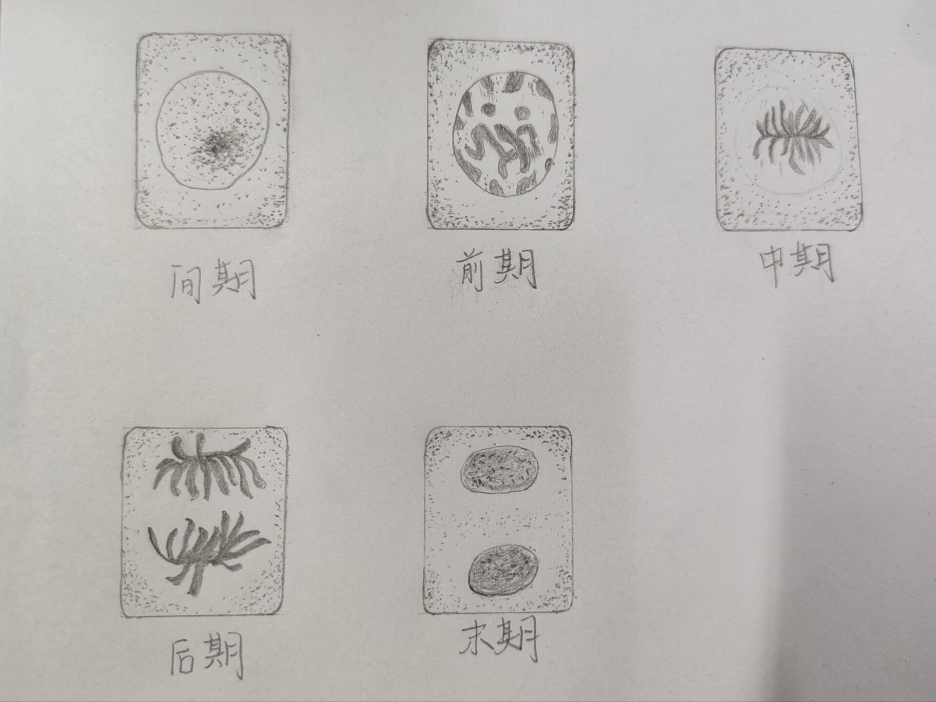 生物绘图作品洋葱细胞图片