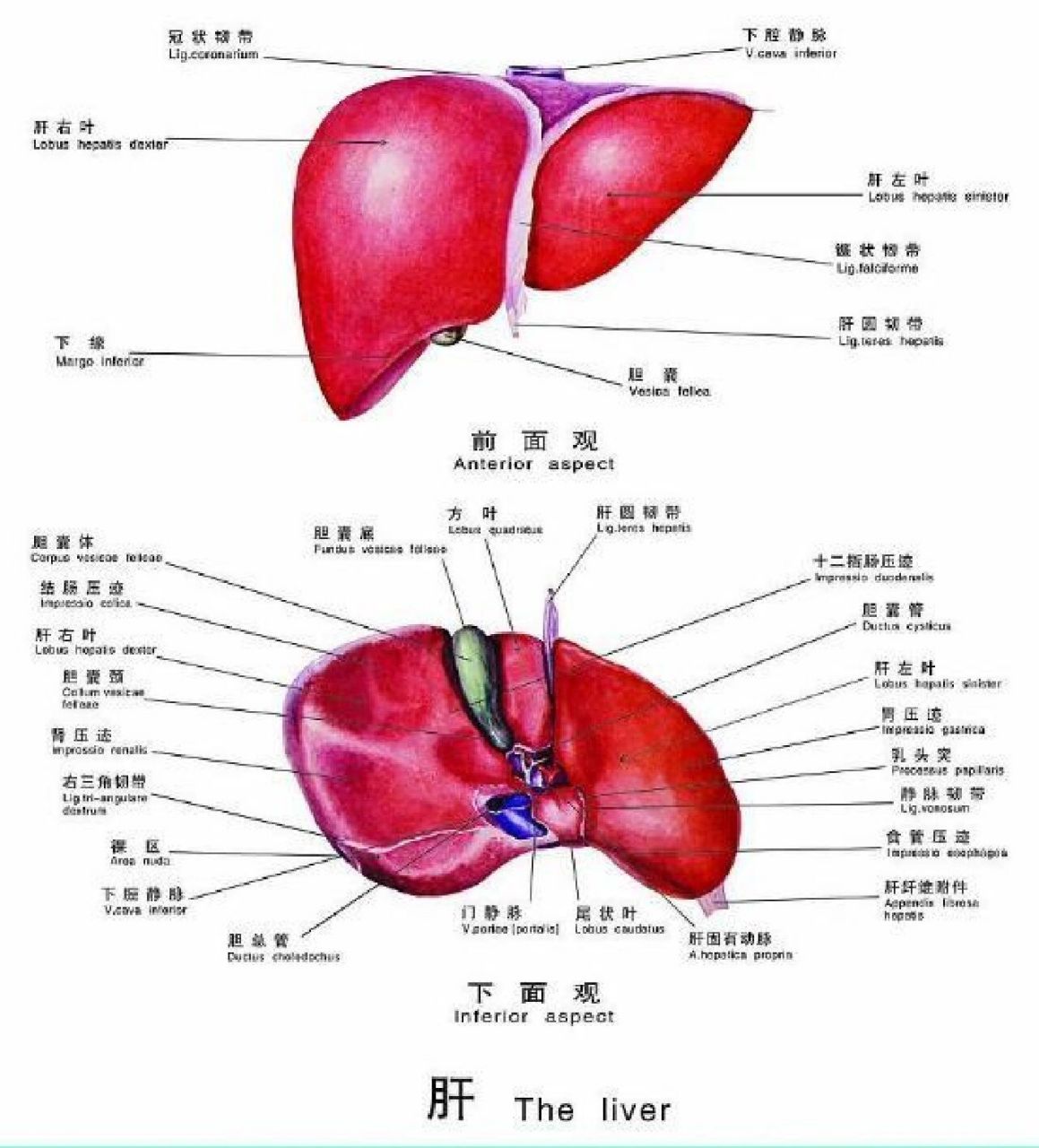 肝左叶mt图片